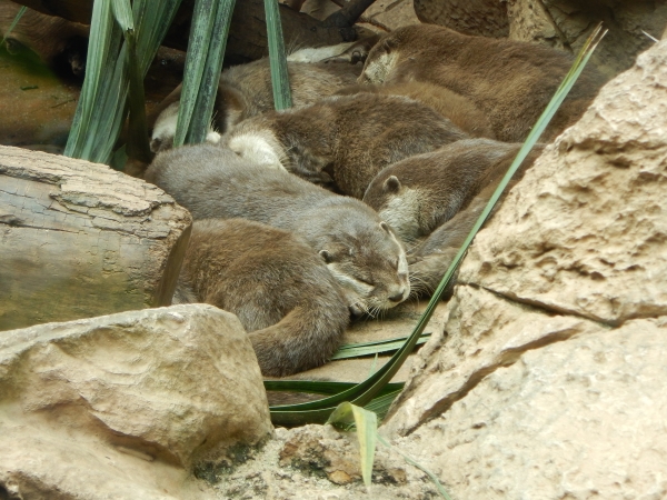Zdjęcie z Hiszpanii - Loro Park