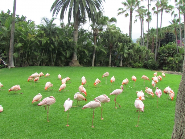 Zdjęcie z Hiszpanii - Loro Park