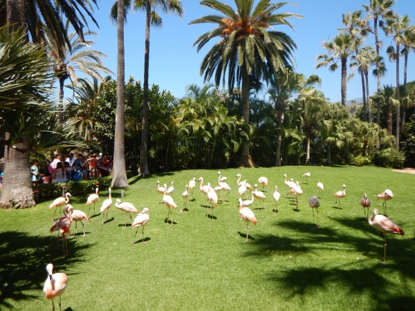 Zdjęcie z Hiszpanii - Loro Park