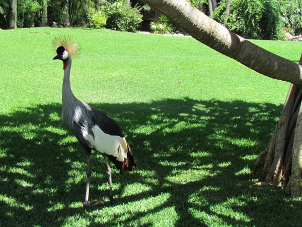 Zdjęcie z Hiszpanii - Loro Park
