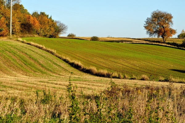 Zdjęcie z Polski - malownicze pola - Sochy