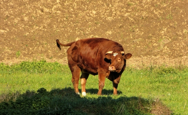 Zdjęcie z Polski - patrzył groźnie...- dobrze że był uwiązany :)