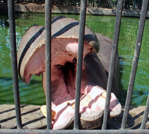 Zdjęcie z Kuby - W mieście Ciego de Avila, ZOO
