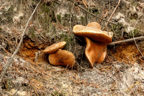 Zdjęcie z Polski - leśna flora