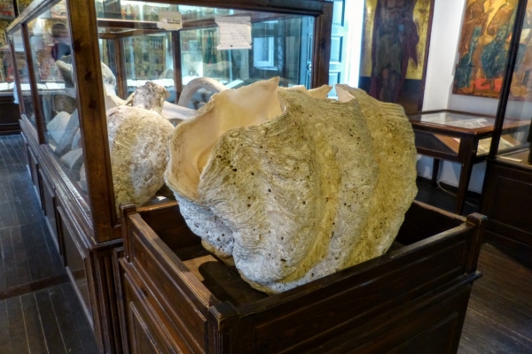 Zdjęcie z Grecji - Muzeum na terenie Klasztoru - piękna, ogromna muszla