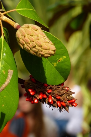 Zdjęcie z Grecji - urocza pozostałość po magnolii