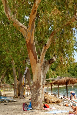 Zdjęcie z Grecji - plażowe eukaliptusy, ale koali brak:)