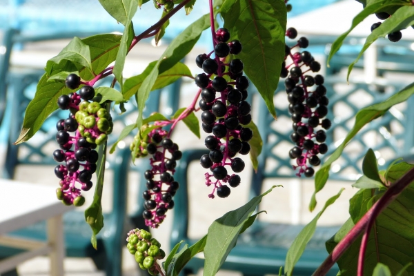 Zdjęcie z Grecji - październikowa flora Kerkyry