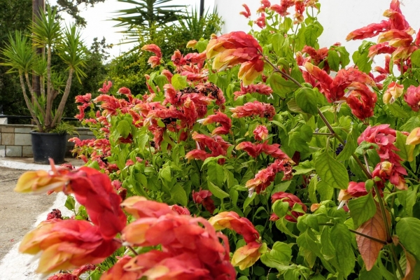 Zdjęcie z Grecji - październikowa flora Kerkyry