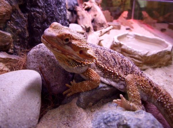 Zdjęcie z Polski - agama brodata