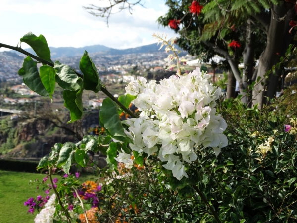 Zdjęcie z Portugalii - W ogrodzie botanicznym...