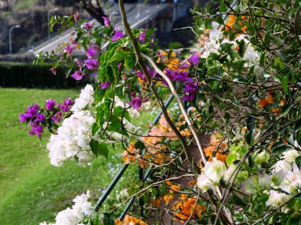 Zdjęcie z Portugalii - W ogrodzie botanicznym...