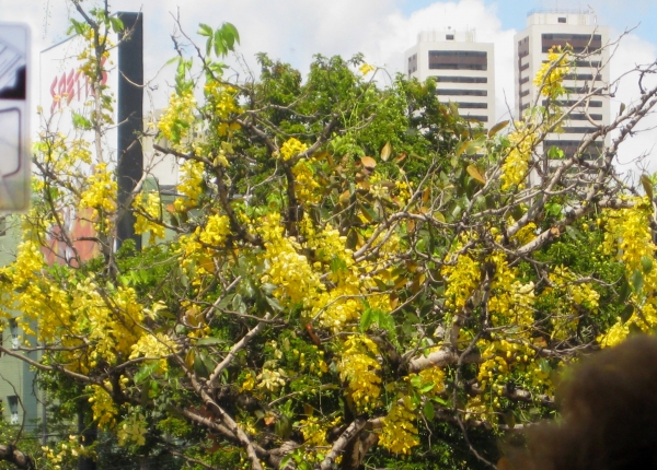 Zdjęcie z Brazylii - Recife