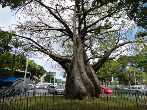 Zdjęcie z Brazylii - Recife