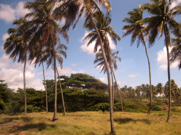 Zdjęcie z Brazylii - Maceió