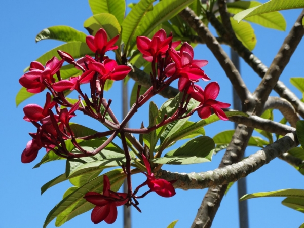 Zdjęcie z Brazylii - Maceió
