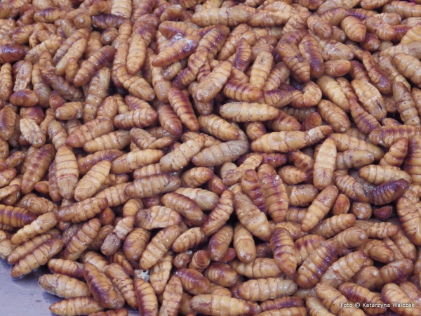Zdjęcie z Tajlandii - 