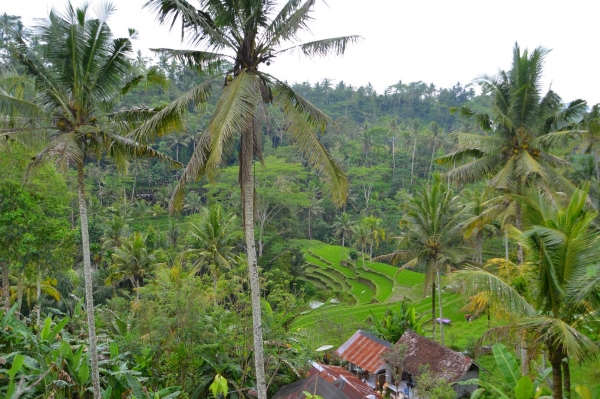 Zdjęcie z Indonezji - W drodze do swiatyni