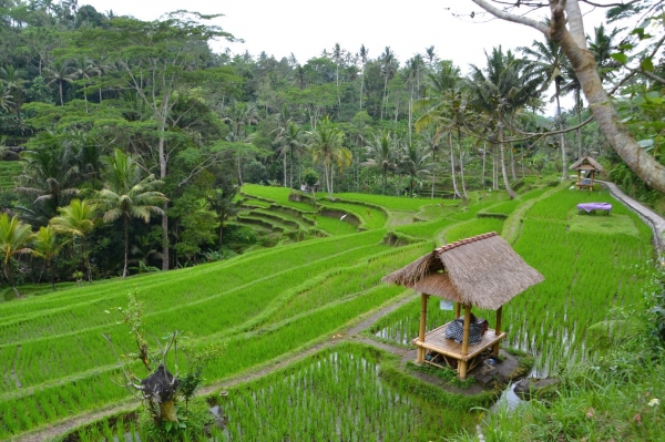 Zdjęcie z Indonezji - Tarasy ryzowe na zboczach Gunung Kawi