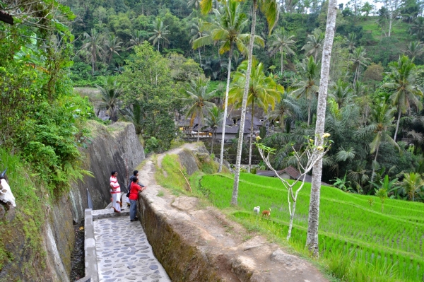 Zdjęcie z Indonezji - Schodzimy, w dole widac dachy swiatyni Pura Gunung Kawi