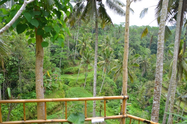 Zdjęcie z Indonezji - Tarasy ryzowe Gunung Kawi