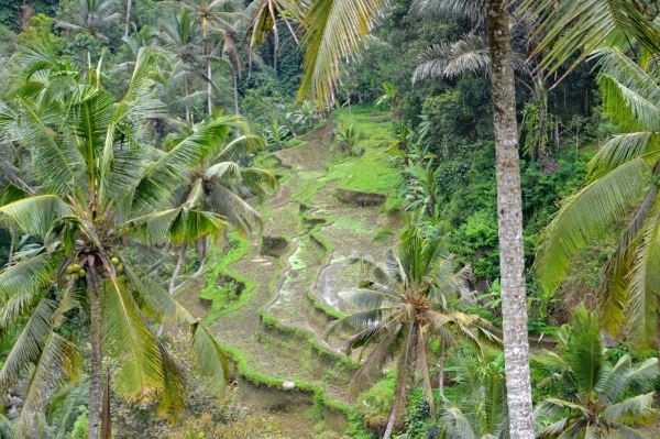 Zdjęcie z Indonezji - W drodze do Tirta Empul wciaz mijamy tarasy ryzowe