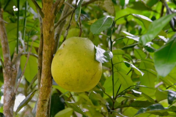 Zdjęcie z Indonezji - Rosnie sobie wielkie pomelo