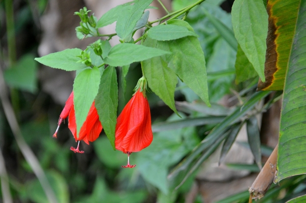 Zdjęcie z Indonezji - Jakas odmiana hibiskusa?