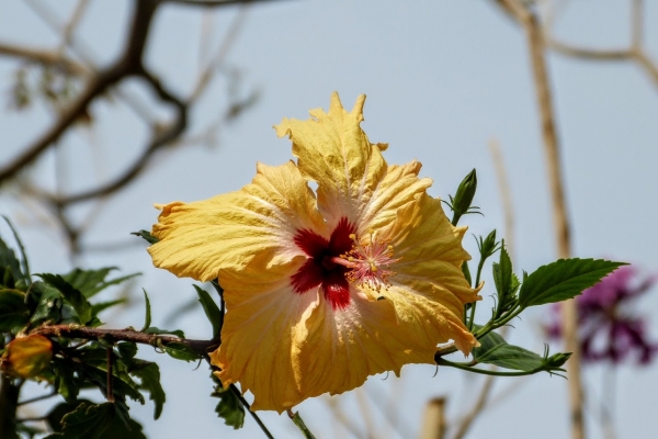 Zdjęcie z Omanu - omańskie hibiskusy piękne jak wszystkie inne hibiskusy:)