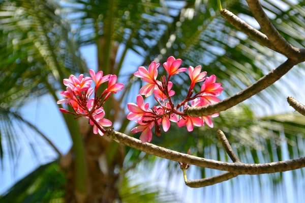 Zdjęcie z Indonezji - Frangipani - zapach tropikow