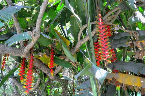 Zdjęcie z Indonezji - Dzieki Ali Piea wiem, ze to helikonia :)