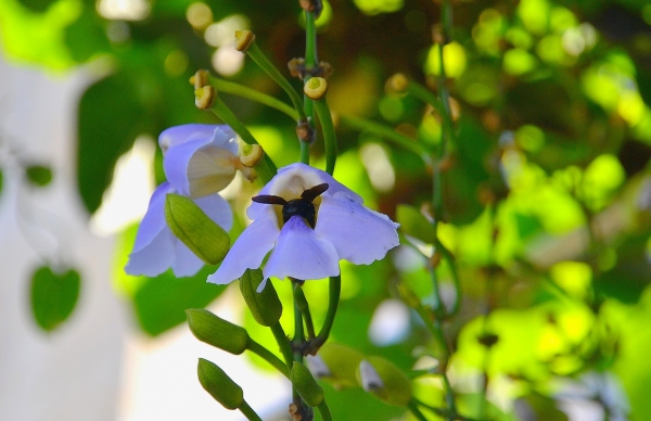 Zdjęcie z Indonezji - Fauna i flora 
