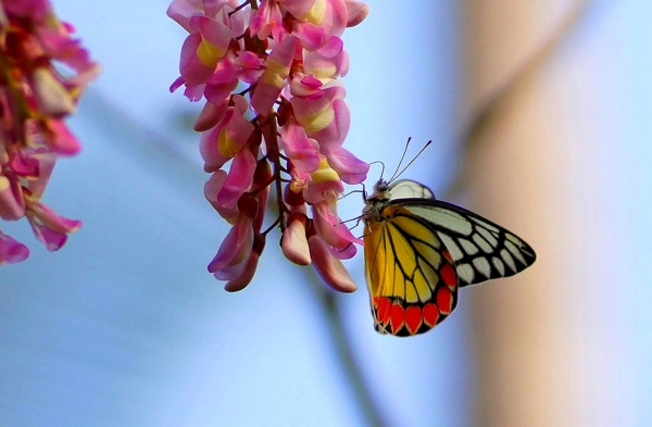 Zdjęcie z Indonezji - Fauna i flora 