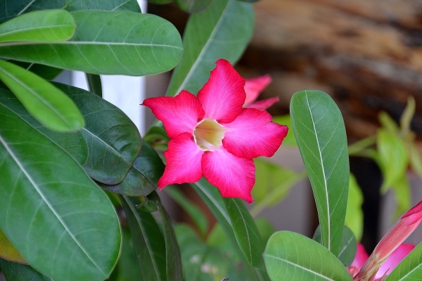 Zdjęcie z Indonezji - Tropikalna flora