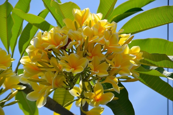 Zdjęcie z Indonezji - Frangipani - do wyboru, do koloru