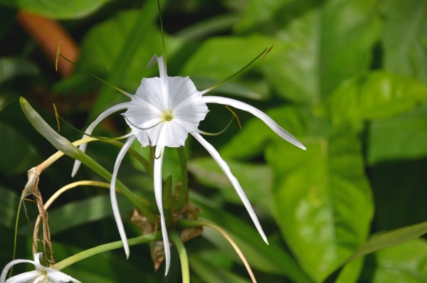 Zdjęcie z Indonezji - Tropikalna flora