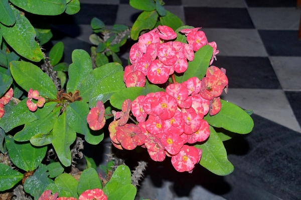 Zdjęcie z Indonezji - Tropikalna flora