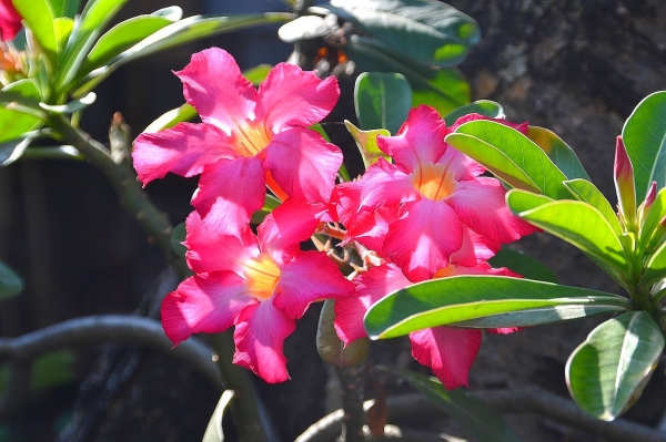 Zdjęcie z Indonezji - Tropikalna flora