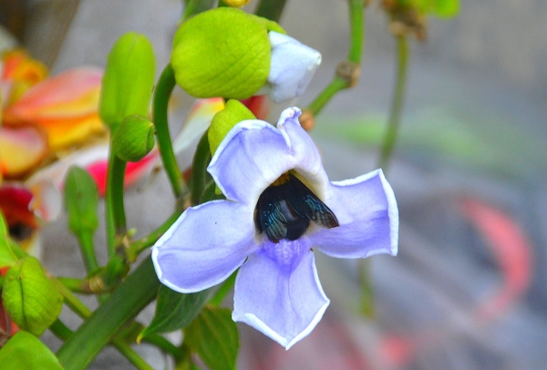 Zdjęcie z Indonezji - Fauna i flora 