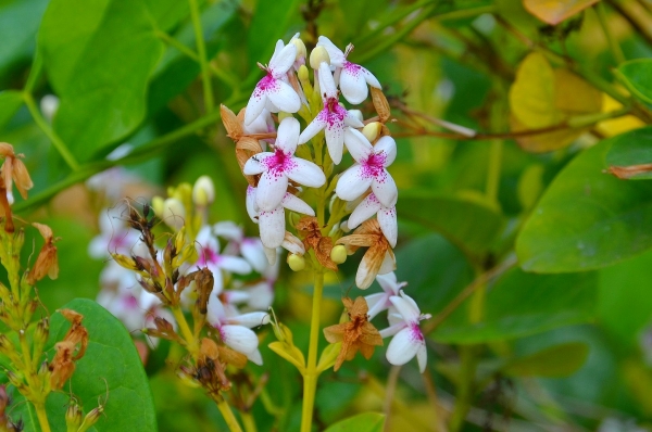Zdjęcie z Indonezji - Tropikalna flora