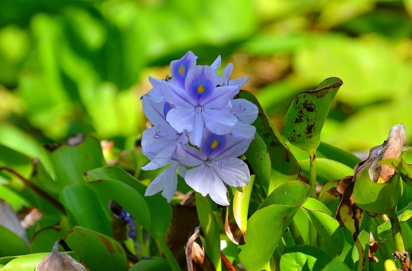 Zdjęcie z Indonezji - Tropikalna flora