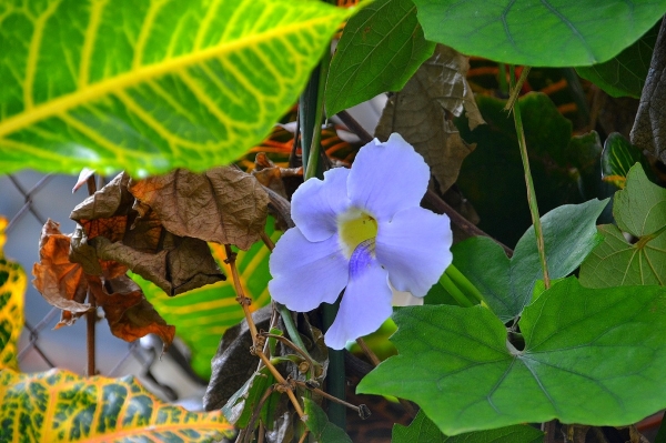 Zdjęcie z Indonezji - Tropikalna flora