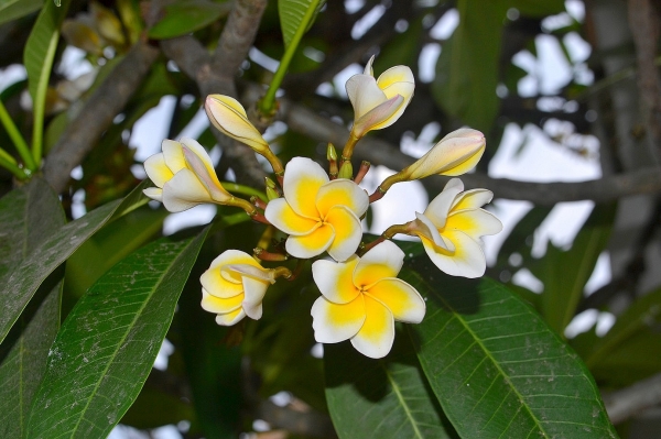 Zdjęcie z Indonezji - Frangipani - zapach tropikow