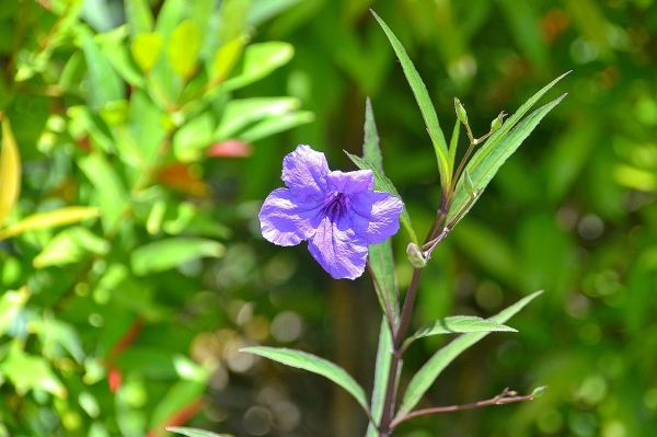 Zdjęcie z Indonezji - Tropikalna flora