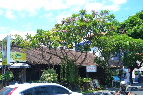 Zdjęcie z Indonezji - Ulica Sanur i dwa rozne kolory franipani na jednym drzewie