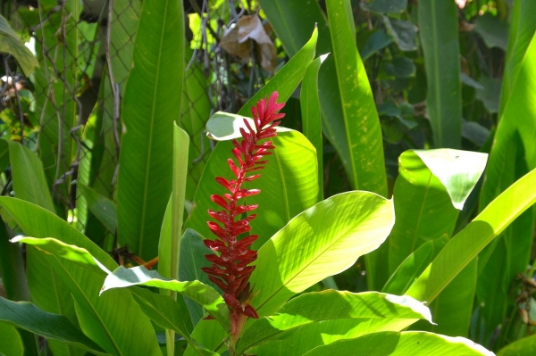 Zdjęcie z Indonezji - Tropikalna flora
