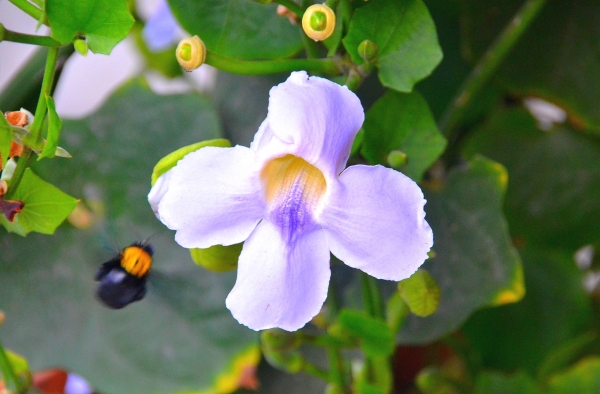 Zdjęcie z Indonezji - Fauna i flora 