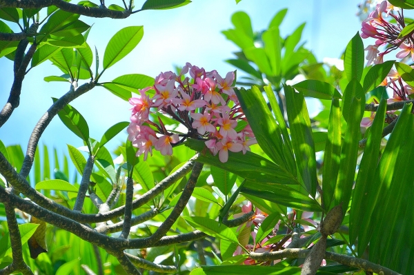 Zdjęcie z Indonezji - Frangipani - zapach tropikow