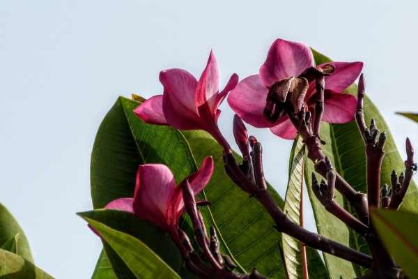 Zdjęcie z Omanu - frangipani z meczetowego ogrodu...