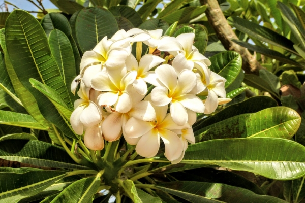Zdjęcie z Omanu - białe frangipani... mimo, że najbardziej pospolite - zawsze i wszędzie moje ulubione:) 